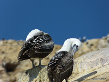 Cormorans de Bougainville - Pérou